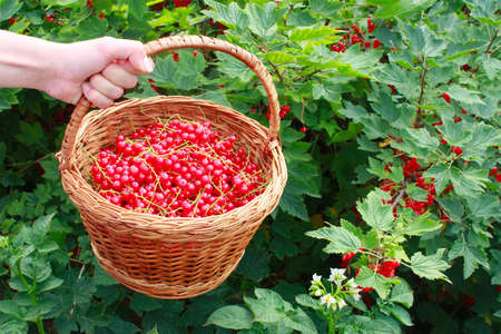 Hand holding a full basket of a red currant on a background of a bush with berriesの写真素材