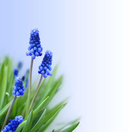 spring background with a mouse hyacinth の写真素材