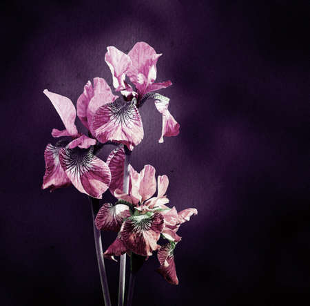 Bunch of blooming red irises on an abstract dark background