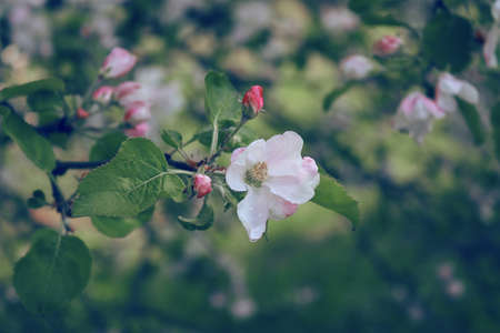 Close up flower of blossoming wild apple-treeの写真素材