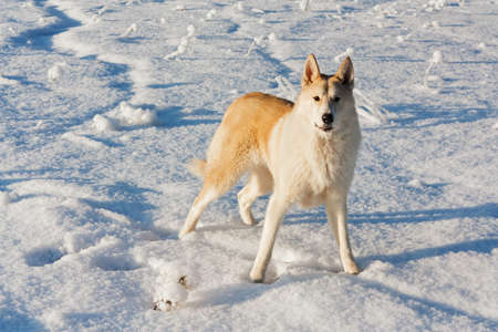 A big yellow dog stands on a snow-covered field