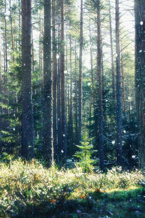 Misty winter forest landscape with falling snowの写真素材