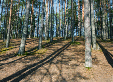 Wild forest landscape with pine trunks