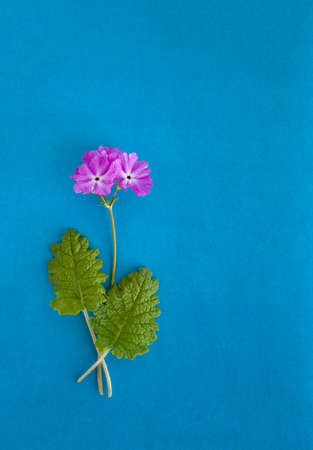 Pink flowers blooming primroses with leaves on a textured dark blue backgroundの写真素材