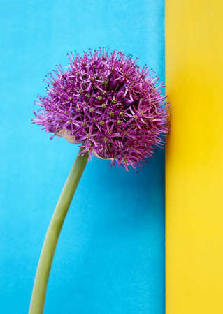 Blossoming purple flower of allium on a background of colored blocksの写真素材