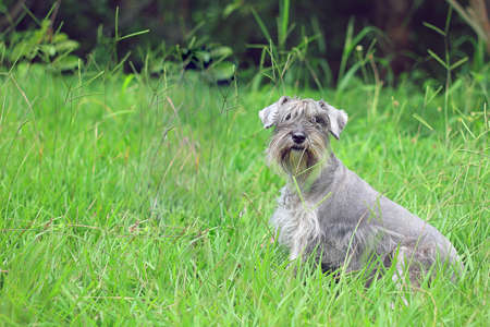 Schnauzer puppyの写真素材