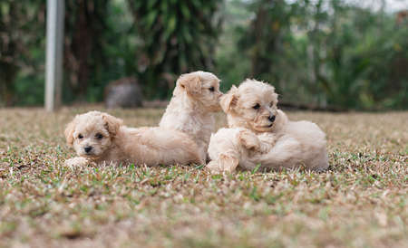 Puppies bichon Malteseの写真素材