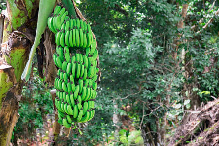 Green banana clusterの写真素材