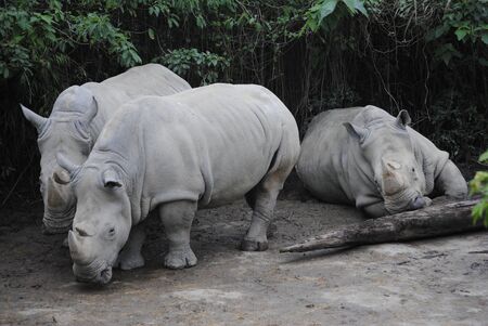 three double horn white rihnoの写真素材