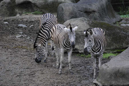 zebraの写真素材