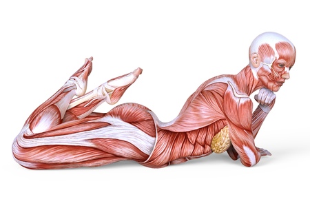 Female anatomy and muscles, body without skin isolated on whiteの写真素材