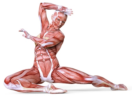 Female anatomy and muscles, body without skin isolated on whiteの写真素材