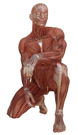Male body without skin, anatomy and muscles 3d illustration isolated on whiteの写真素材