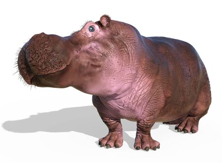 Hippopotamus isolated on white background 3d illustrationの写真素材