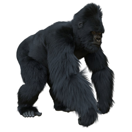 Black silver gorilla 3d illustration isolated on whiteの写真素材