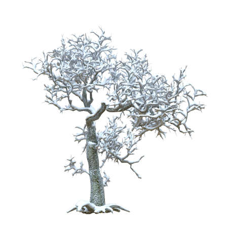 Winter tree in the snow isolated on white background 3d illustrationの写真素材