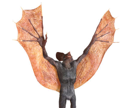 Vampire isolated in white background 3d illustration