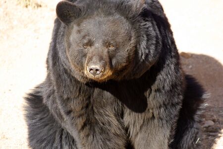 Hot day. Bear looking at you.の写真素材