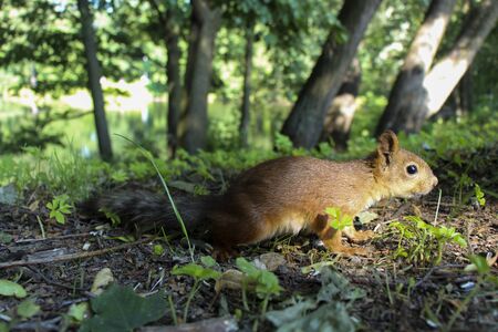 Red squirrel in the summer in the park, close-up