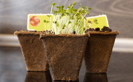 Close up of green arugula sprouts in peat potsの写真素材