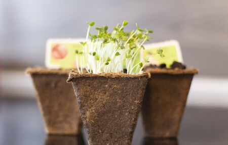 Close up of green arugula sprouts in peat potsの写真素材