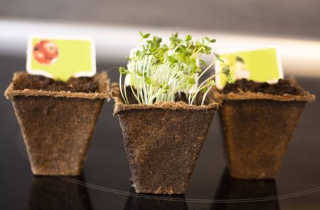 Close up of green arugula sprouts in peat potsの写真素材