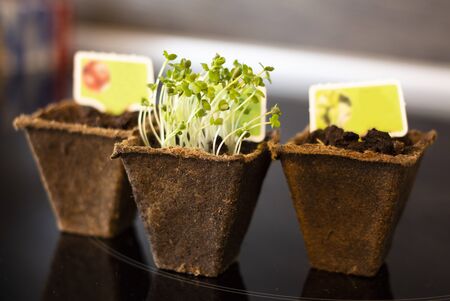 Close up of green arugula sprouts in peat potsの写真素材