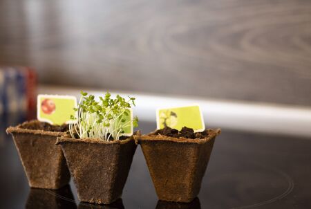 Close up of green arugula sprouts in peat potsの写真素材