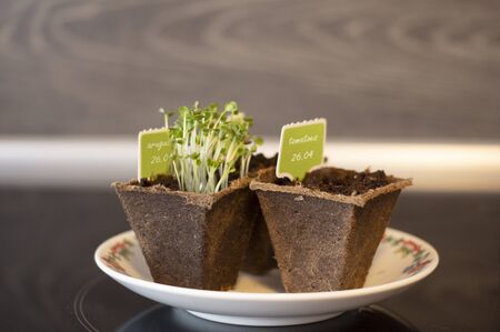 Close up of green arugula sprouts in peat potsの写真素材