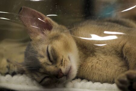 Abyssinian kitten breed sleeping in the houseの写真素材
