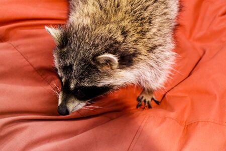 Furry raccoon on red blanket, view from aboveの写真素材