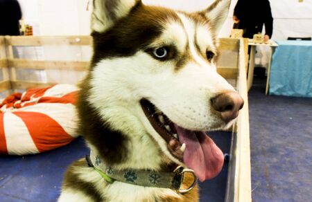 White brown dog head close-up, husky breedの写真素材