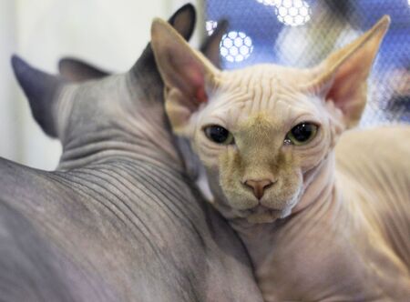 Pair cat Sphynx breed, black and whiteの写真素材
