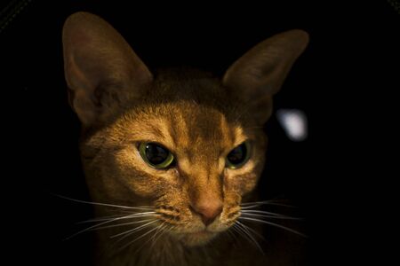 Abyssinian red cat's head on black background close-upの写真素材
