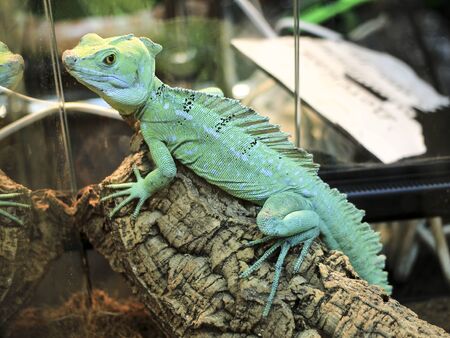 Green basilisk lizard sitting on a wooden snagの写真素材