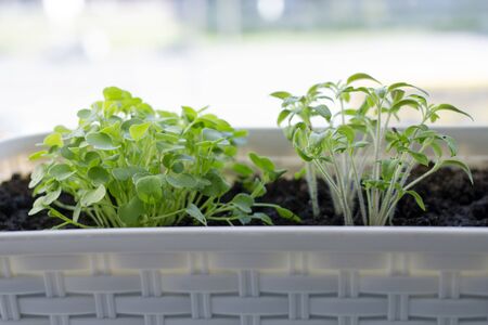 Microgreen on the windowsill. Seedlings of tomatoes and arugulaの写真素材