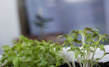 Microgreen on the windowsill. Seedlings of tomatoes and arugulaの写真素材