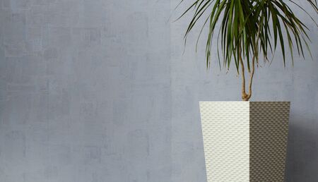 Light gray background. Light-colored interior decor, dracaena in geometric flower pot near the wall. Space for text.の写真素材