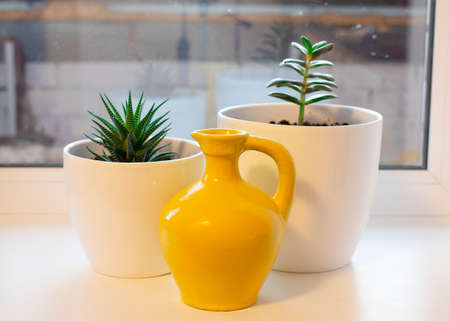 Succulents in white ceramic pots and yellow pitcherの写真素材