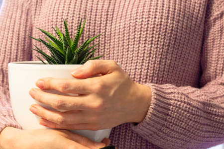 Succulent haworthia in white ceramic pots in the handの写真素材