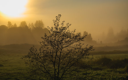 Sunrise in the misty meadow with trees and shrubsの写真素材