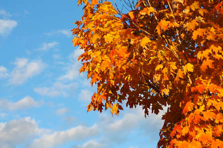 Autumn Leavesの写真素材