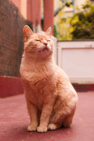 ginger cat sitting on the ground and looking to the side.の写真素材