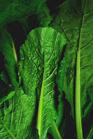 Fresh green Chinese kale leaves on dark background, top view, copy spaceの写真素材