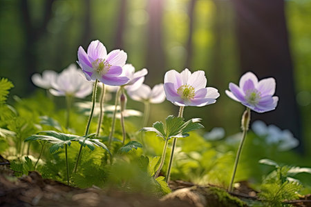 Anemone nemorosa blooming in the forest in springの素材