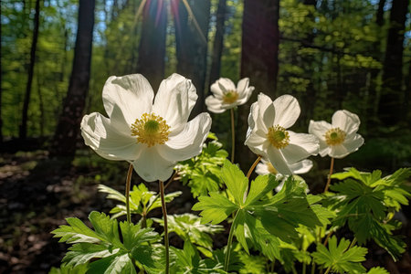 Beautiful white anemone flowers in the forest. Spring flowers.の素材