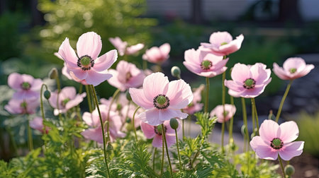 pink anemone flowers blooming in the garden in springの素材