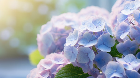 Blue Hydrangea macrophylla flowers with bokeh backgroundの素材
