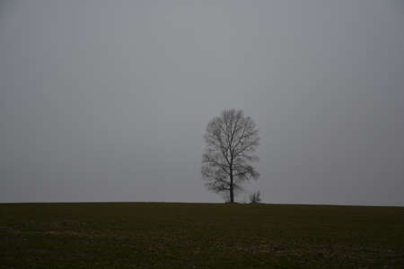 Lonely tree on the field under the gray skyの写真素材