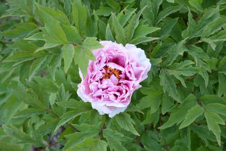Tree-like peony flowerの写真素材